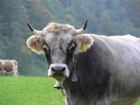شقة Alpenkette جارمش بارتنكيرشن المظهر الخارجي الصورة
